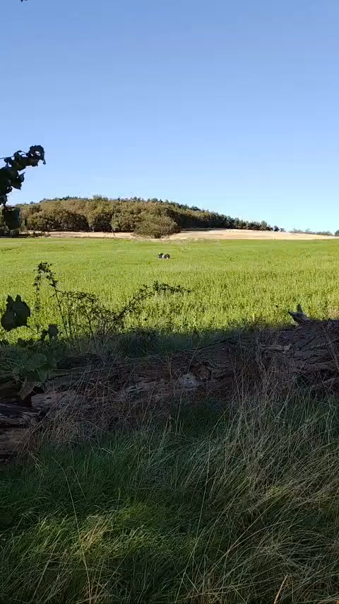 ‼️Vu au Chaumasses, Merci de partager pour retrouver le propriétaire de ce cochon…
